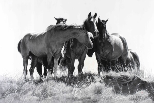 Rachel Brownlee - Shade in the Desert 1 | Legacy Gallery Inc.